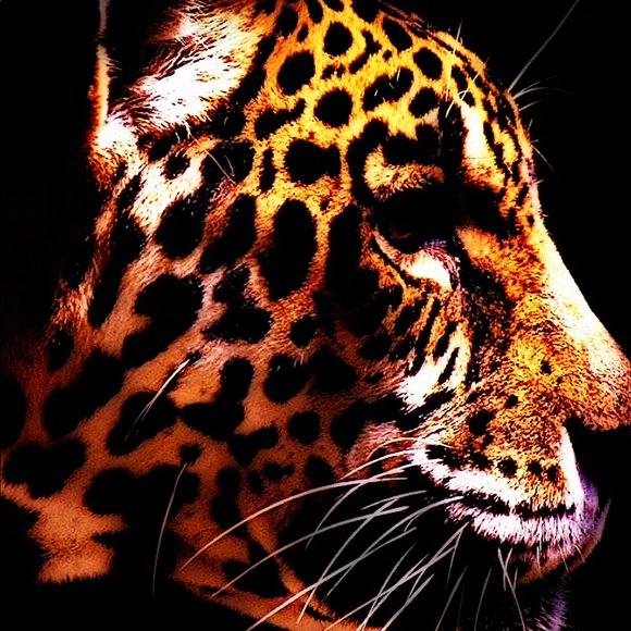 Meet your Posher, Allie - Picture 1 of 1